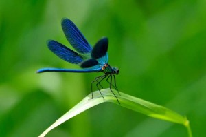dragonflies_11612