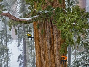 giant-sequoia-trees-grow-faster-in-old-age_61972_600x450